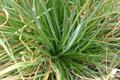 onionweed ، pink asphodel